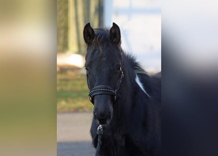 American Paint Horse, Stallion, 1 year, 14.3 hh, Tobiano-all-colors