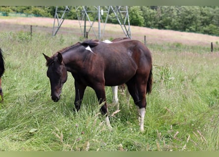 American Paint Horse, Stallion, 1 year, 14.3 hh, Tobiano-all-colors