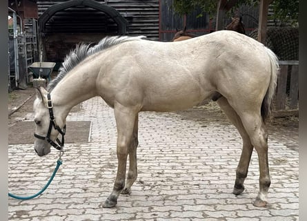 American Paint Horse, Stallion, 1 year, 14,1 hh, Buckskin