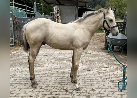 American Paint Horse, Stallion, 1 year, 14,1 hh, Buckskin