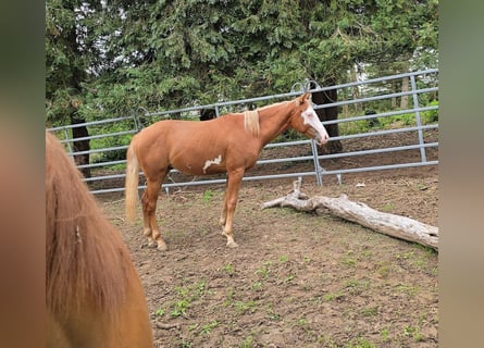American Paint Horse, Stallion, 1 year, 14,3 hh, Pinto