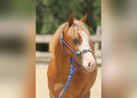 American Paint Horse, Stallion, 1 year, 15.1 hh, Chestnut-Red