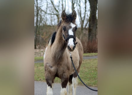 American Paint Horse, Stallion, 1 year, 15.1 hh, Grullo