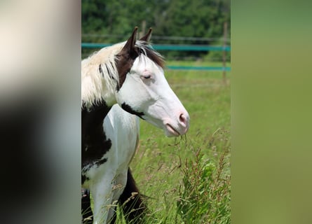 American Paint Horse, Stallion, 1 year, 15 hh, Overo-all-colors