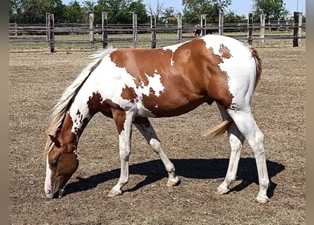 American Paint Horse, Stallion, 1 year, Tobiano-all-colors