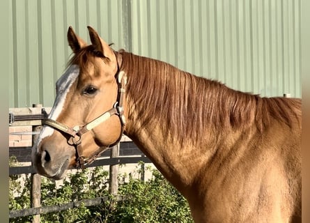 American Paint Horse, Stallion, 3 years, 14,3 hh, Red Dun