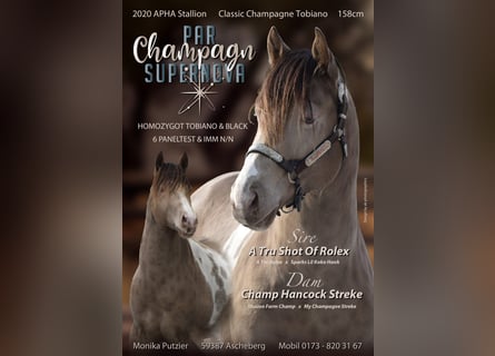 American Paint Horse, Stallion, 6 years, 15,2 hh, Champagne