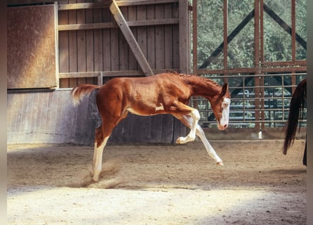 American Paint Horse, Stallion, Foal (05/2026), 15.2 hh, Overo-all-colors