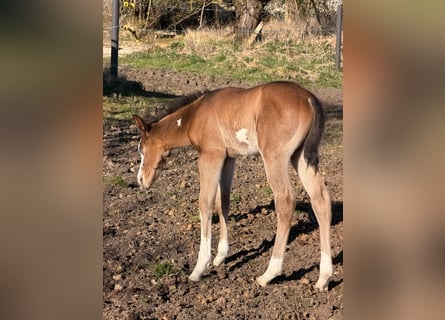 American Paint Horse, Stallion, Foal (03/2026), 15 hh, Brown