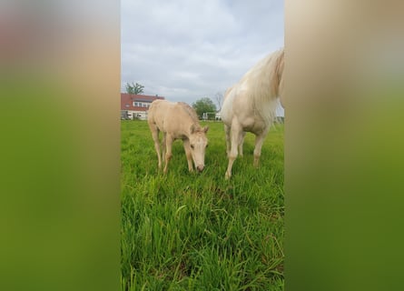 American Paint Horse, Stallion, Foal (04/2026), 15 hh, Buckskin
