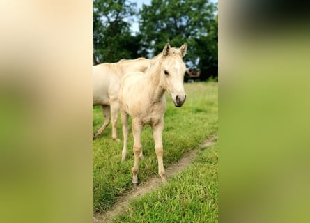 American Paint Horse, Stallion, Foal (04/2026), 15 hh, Buckskin