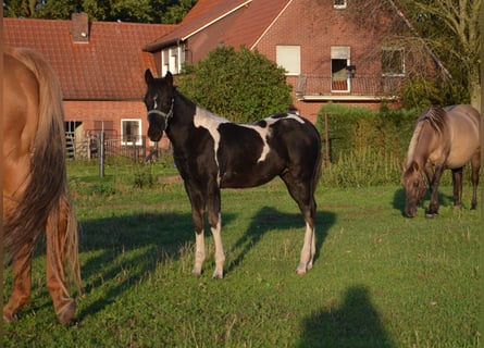 American Paint Horse, Stallion, Foal (06/2026), 15 hh, Tobiano-all-colors