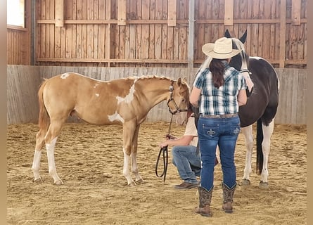 American Paint Horse, Stallion, Foal (02/2025), 15,1 hh, Pinto