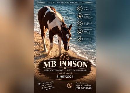 American Paint Horse, Stallion, Foal (05/2026), Pinto
