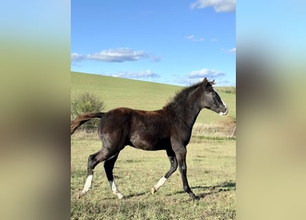 American Paint Horse, Stallone, 1 Anno, 153 cm, Morello