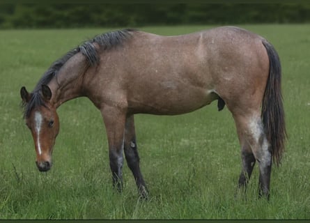 American Paint Horse, Stallone, 1 Anno, 154 cm, Baio roano