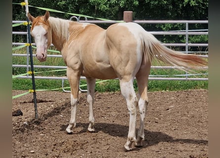 American Paint Horse, Stallone, 1 Anno, 155 cm, Pezzato