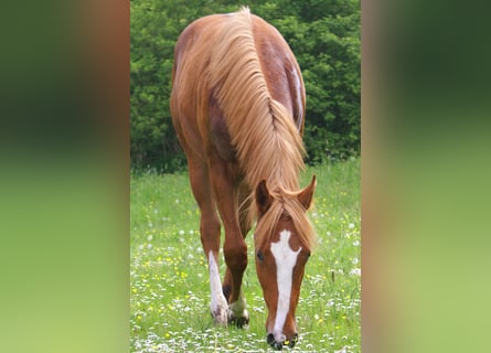 American Paint Horse, Stallone, 1 Anno, 155 cm, Sauro