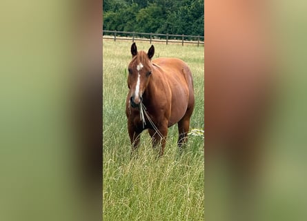American Paint Horse, Stallone, 1 Anno, Sauro