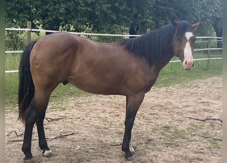 American Paint Horse, Stallone, 3 Anni, 160 cm, Overo-tutti i colori