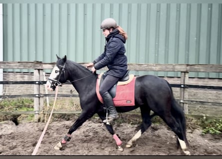 American Paint Horse, Stallone, 4 Anni, 139 cm, Morello