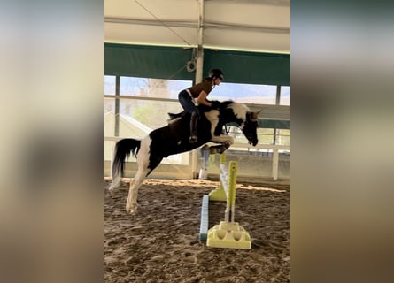 American Paint Horse, Stallone, 9 Anni, 148 cm, Tobiano-tutti i colori