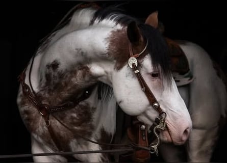 American Paint Horse, Stallone, 7 Anni, 160 cm, Overo-tutti i colori