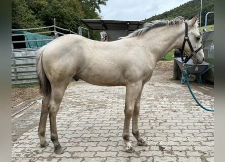 American Paint Horse, Stallone, Puledri (05/2025), 145 cm, Pelle di daino
