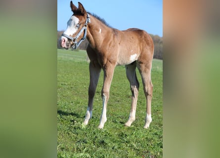 American Paint Horse, Stallone, Puledri (03/2026), 153 cm, Baio
