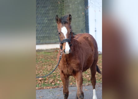 American Paint Horse, Stallone, Puledri (04/2025), 153 cm, Baio