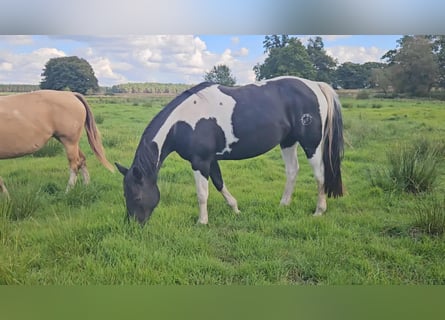 American Paint Horse, Stute, 10 Jahre, 154 cm, Tobiano-alle-Farben