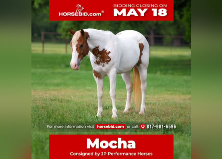 American Paint Horse, Stute, 10 Jahre, Schecke