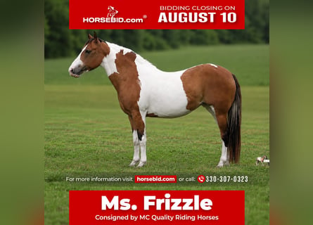 American Paint Horse, Stute, 10 Jahre, Schecke