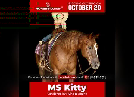 American Paint Horse, Stute, 12 Jahre, 152 cm, Rotfuchs