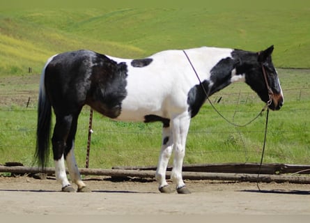 American Paint Horse, Stute, 13 Jahre, 150 cm, Tobiano-alle-Farben