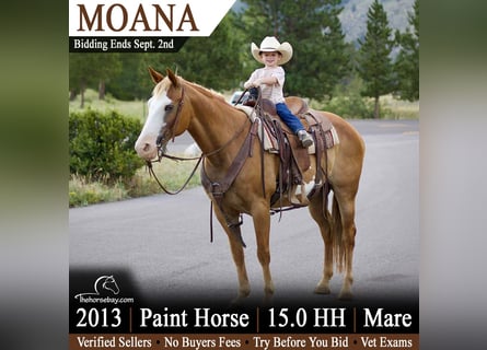 American Paint Horse, Stute, 13 Jahre, 152 cm