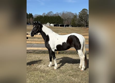 American Paint Horse, Stute, 13 Jahre, 157 cm, Tobiano-alle-Farben