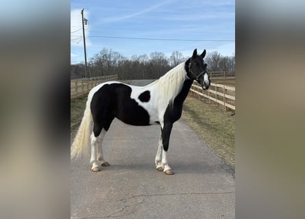 American Paint Horse, Stute, 13 Jahre, 157 cm, Tobiano-alle-Farben