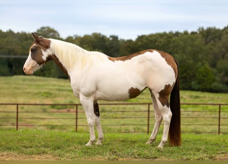 American Paint Horse, Stute, 13 Jahre, Schecke
