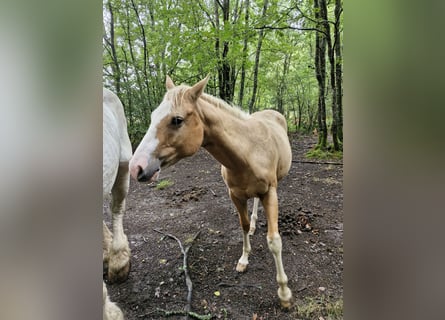 American Paint Horse, Stute, 14 Jahre