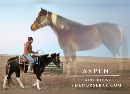 American Paint Horse, Stute, 15 Jahre, Rappe