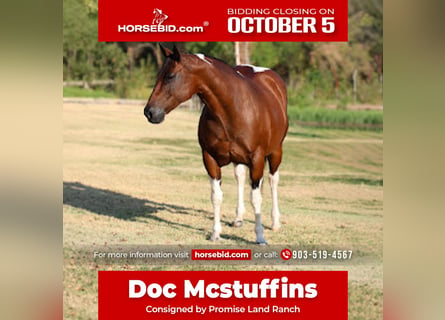 American Paint Horse, Stute, 15 Jahre, Schecke