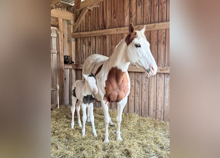 American Paint Horse, Stute, 18 Jahre, 158 cm, Tobiano-alle-Farben