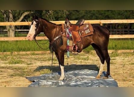 American Paint Horse, Stute, 19 Jahre, 142 cm, Tobiano-alle-Farben