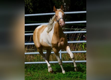 American Paint Horse, Stute, 1 Jahr, 150 cm, Champagne