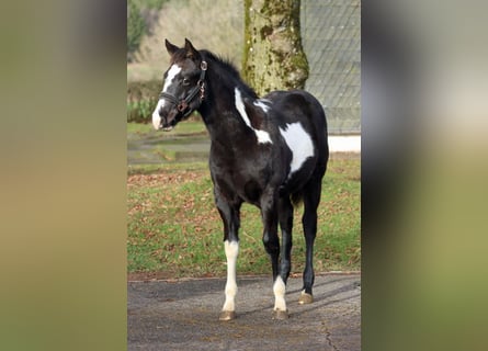 American Paint Horse, Stute, 1 Jahr, 153 cm, Overo-alle-Farben