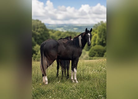American Paint Horse, Stute, 1 Jahr, Schecke
