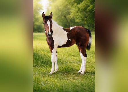 American Paint Horse, Stute, 1 Jahr, Schecke