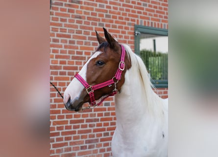 American Paint Horse Mix, Stute, 2 Jahre, 150 cm, Tobiano-alle-Farben