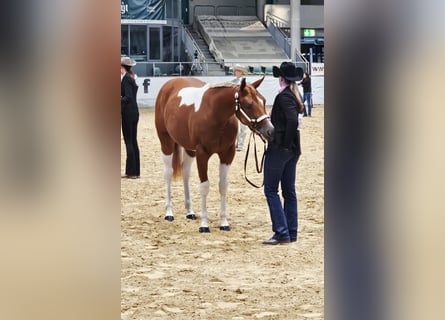 American Paint Horse, Stute, 2 Jahre, 160 cm, Tobiano-alle-Farben